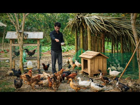 Trieu Duc's New Life Changes as He Expands Poultry Farming