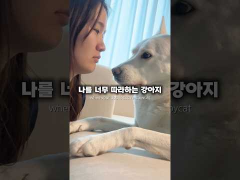 주인과 진짜 교감 하는 강아지