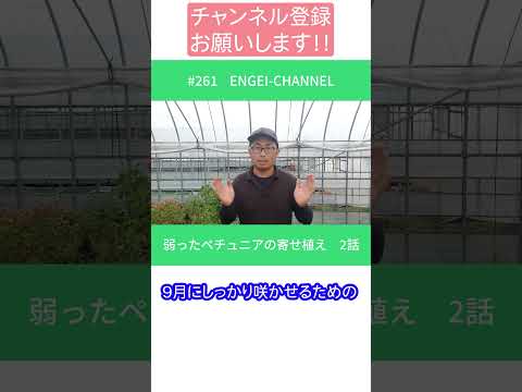  10月末までペチュニアの開花を促進して鑑賞するにはどうすればよいですか？  庭園