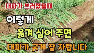 대파가 쓰러졌을때 이렇게 뽑고 추비 뿌리고 옮겨 심어주면 대파 흰대가 크고 잘자랍니다 대파 옮겨심는방법 대파…