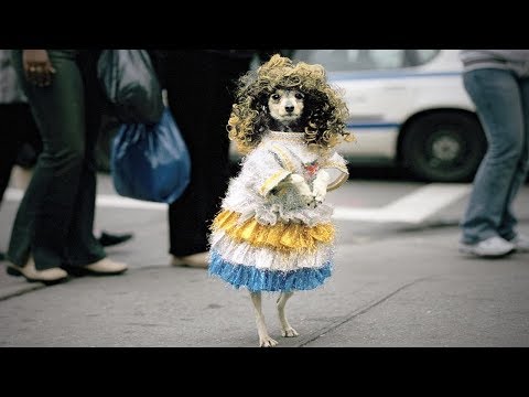 Funny dancing cats and dogs. Gonna be a long laugh