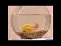 Elmo S World Drawing Song And Bananas Song Combined
