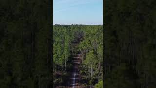 Drönare - Väg i skogen i USA (#Shorts)