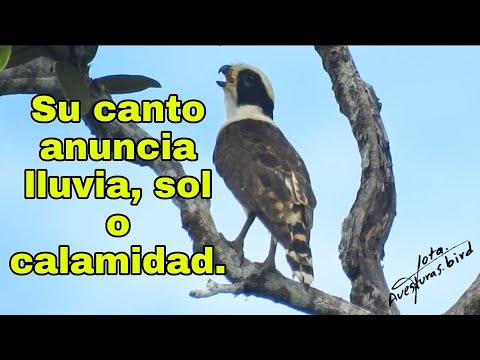 SU CANTO ANUNCIA LLUVIA, SOL O CALAMIDAD según la creencia de algunas familias. GUACABA o GUACO.