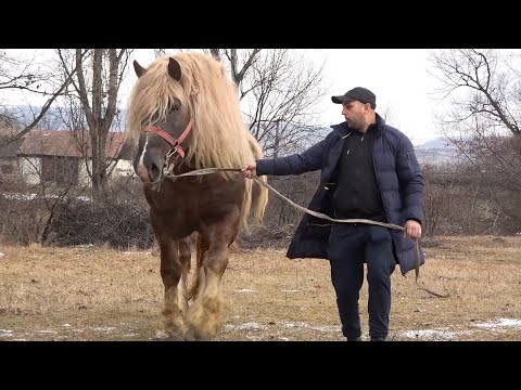 Armasarul lui Titut de la Baciu, Cluj - 2022 Nou!!!