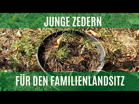 Die Sibirische Zeder - Bäume für den Familienlandsitz