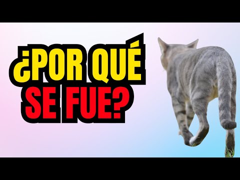 Porque mi gato se fue de la casa 5 RAZONES