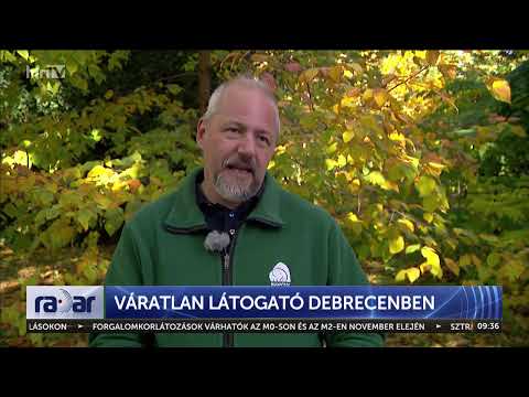 Váratlan látogató Debrecenben - HírTV