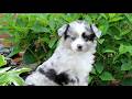 Miniature Australian Shepherd dogs for sale: Fern  - Video 1