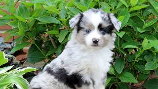 Video preview image #1 Miniature Australian Shepherd Puppy For Sale in NEW PROVIDENCE, PA, USA