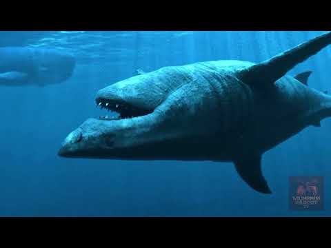 Livyatan vs megalodon