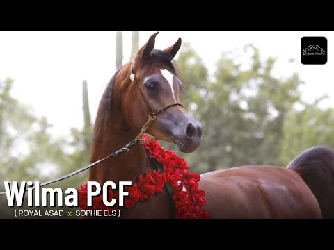 Wilma PCF | Beautiful Arabian Horse Brown | Arabian Horse Show