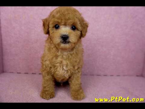 02/11紅貴賓公幼犬