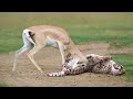 THE FASTEST ANIMAL IN THE WORLD Gazelle Grant Beats Cheetah With Horns Impala Lion Hunt Fails