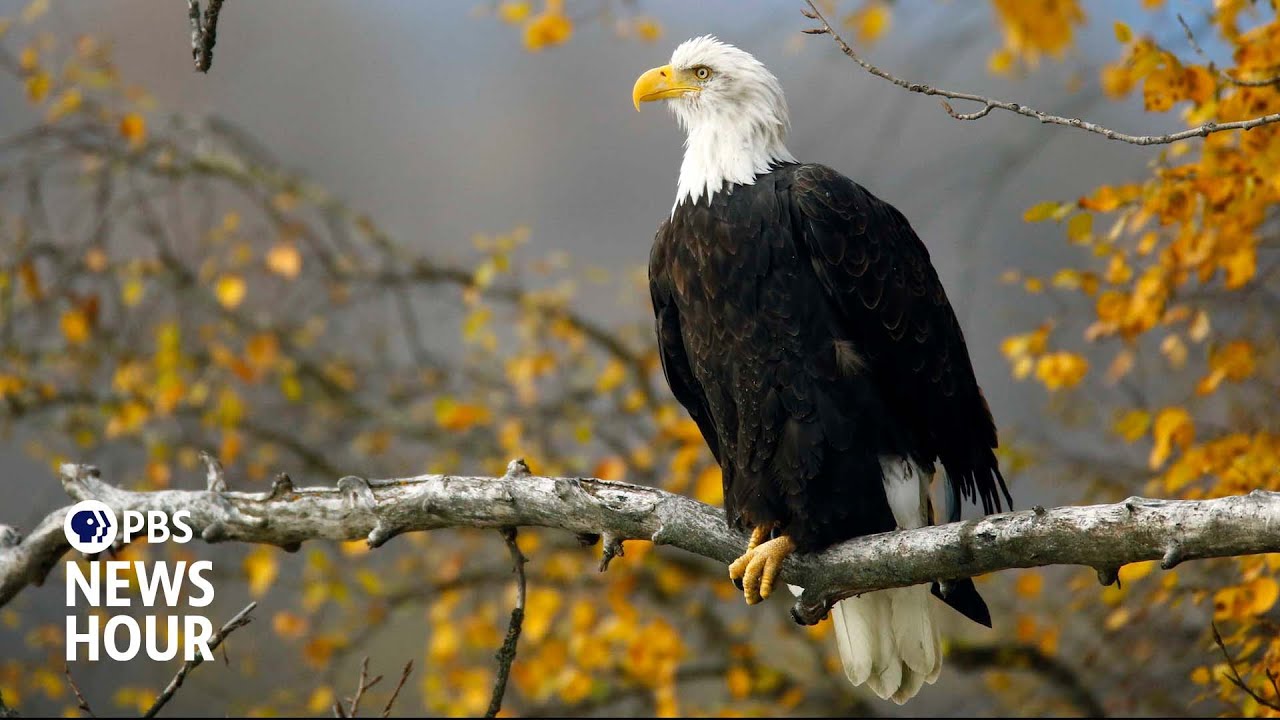 The bald eagle was never officially named the national bird. That could soon change