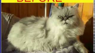 Trimmed cat Gata recortada Trimmet katt 
https://www.instagram.com/eiendom_malaga/
#cats #кошки #gatas #animal #животные #grooming #стрижкакошек #груминг #katt 
Follow us