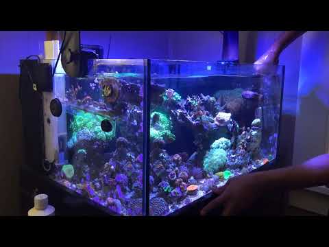 Skimz SH1 nano skimmer / tank cleaning.