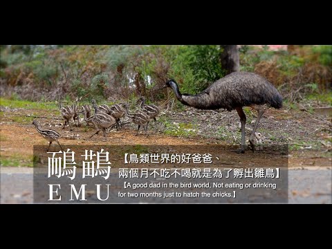 【Emu-A good dad in bird world, Not eat or drink just to hatch the chicks】