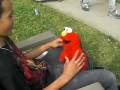 Tickle Me Elmo Win Must Watch