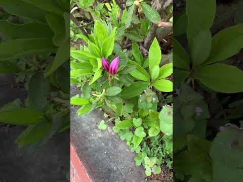 屋内のつつじ 植物
