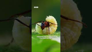 When doing nothing is your best option 🐛 - BBC