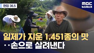 [현장36.5] 토종벼를 지키는 사람들 (2026.06.13/뉴스데스크/MBC)