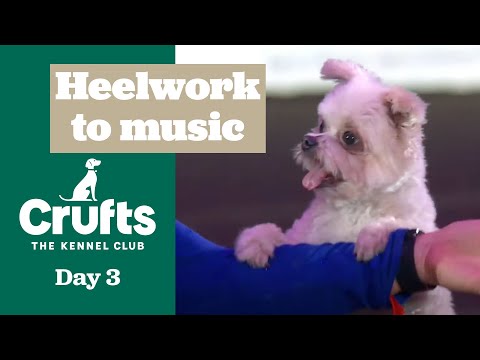 Heelwork to Music – Freestyle International Winner | ​Crufts 2025