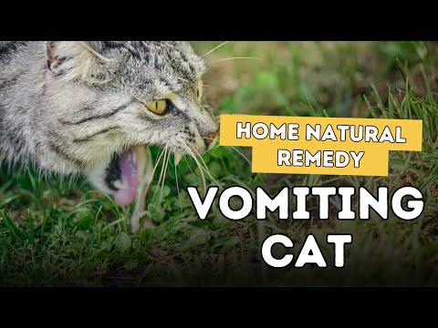 5 Home Remedies For Cat Vomiting - YouTube