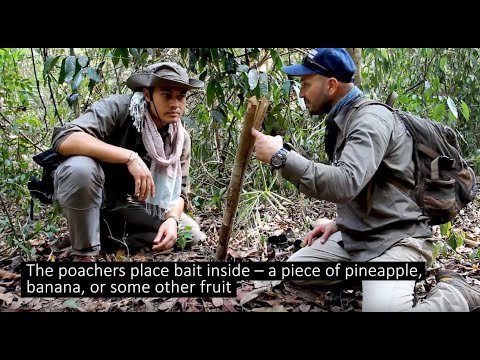 Henry Golding, about Kopi Luwak coffee victims