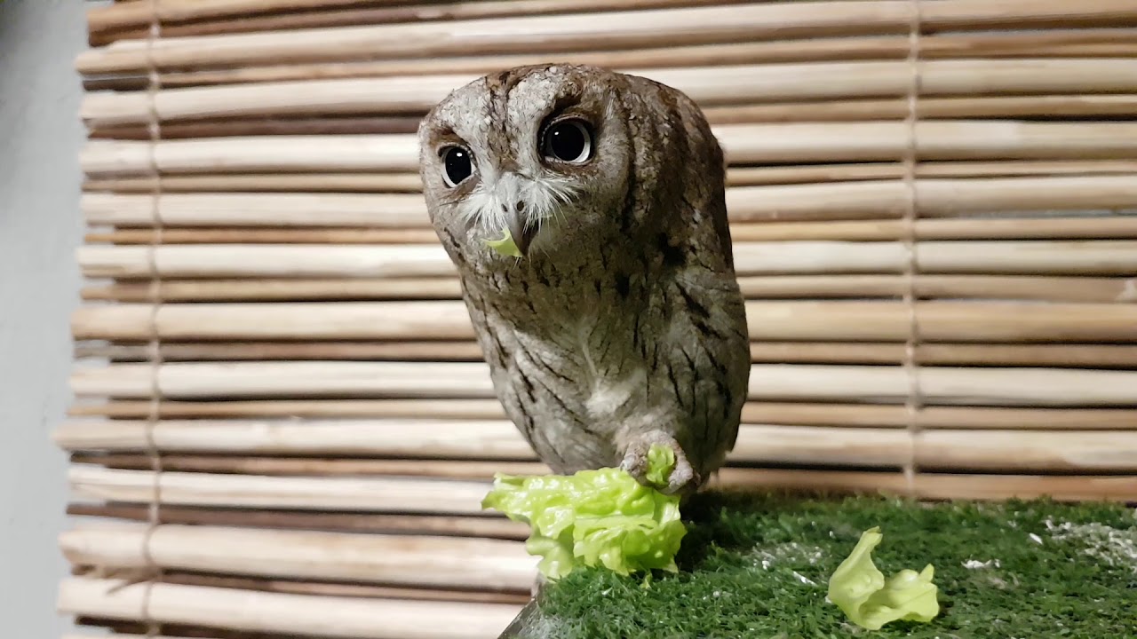 Сова сплюшка Ыть пробует листовой салат.