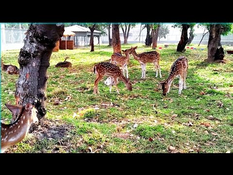 Beautiful Herd of Spotted Deer #deerpointsexplained