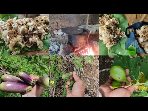 Chulram fan leh Maupa🍄pawh na/Maupa hmun kan lut fuh e,a nuam khawp mai 😇!!!!!