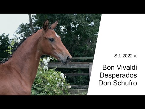 Stf v Bon Vivaldi x Desperados x Don Schufro 2022