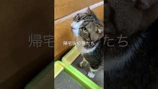 【猫多頭飼い】帰宅後の猫たち #猫動画 #猫かわいい #猫多頭飼い #ネコ #ねこ #cats