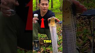 Extracting Deadly King Cobra Venom 🐍
