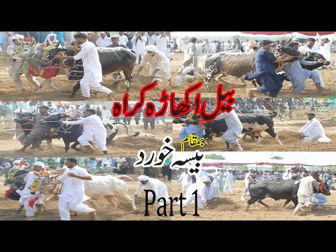 Bail Akhara Krah In Baisa Khurd Sarai Alamgir Part 1 Akash Tv 02/07/2023