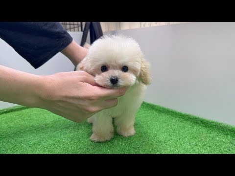 YouTube動画のサムネイル