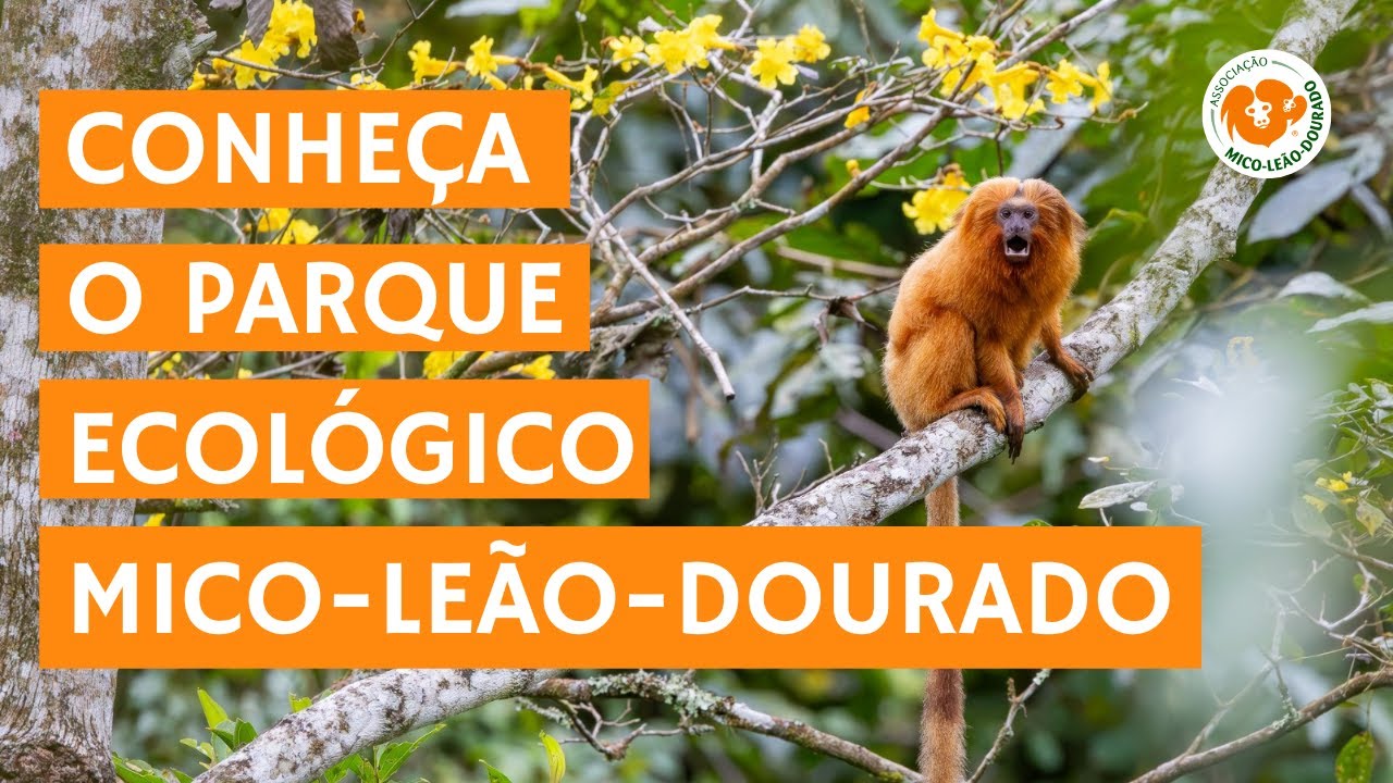 Conheça o Parque Ecológico Mico-Leão-Dourado e o trabalho da AMLD
