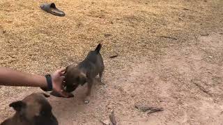 #dogs #doglife #amazingdogs #animals #shortvideo #cutedogs #beautifuldogs #funnydogs #funnyanimal