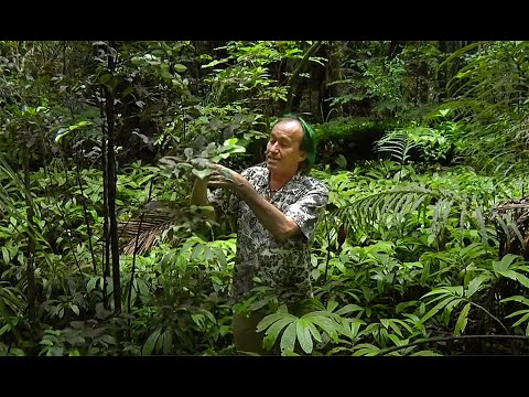 FIELD TRIP WITH PATRICK BLANC IN NEW ZEALAND - NORTHERN ISLAND