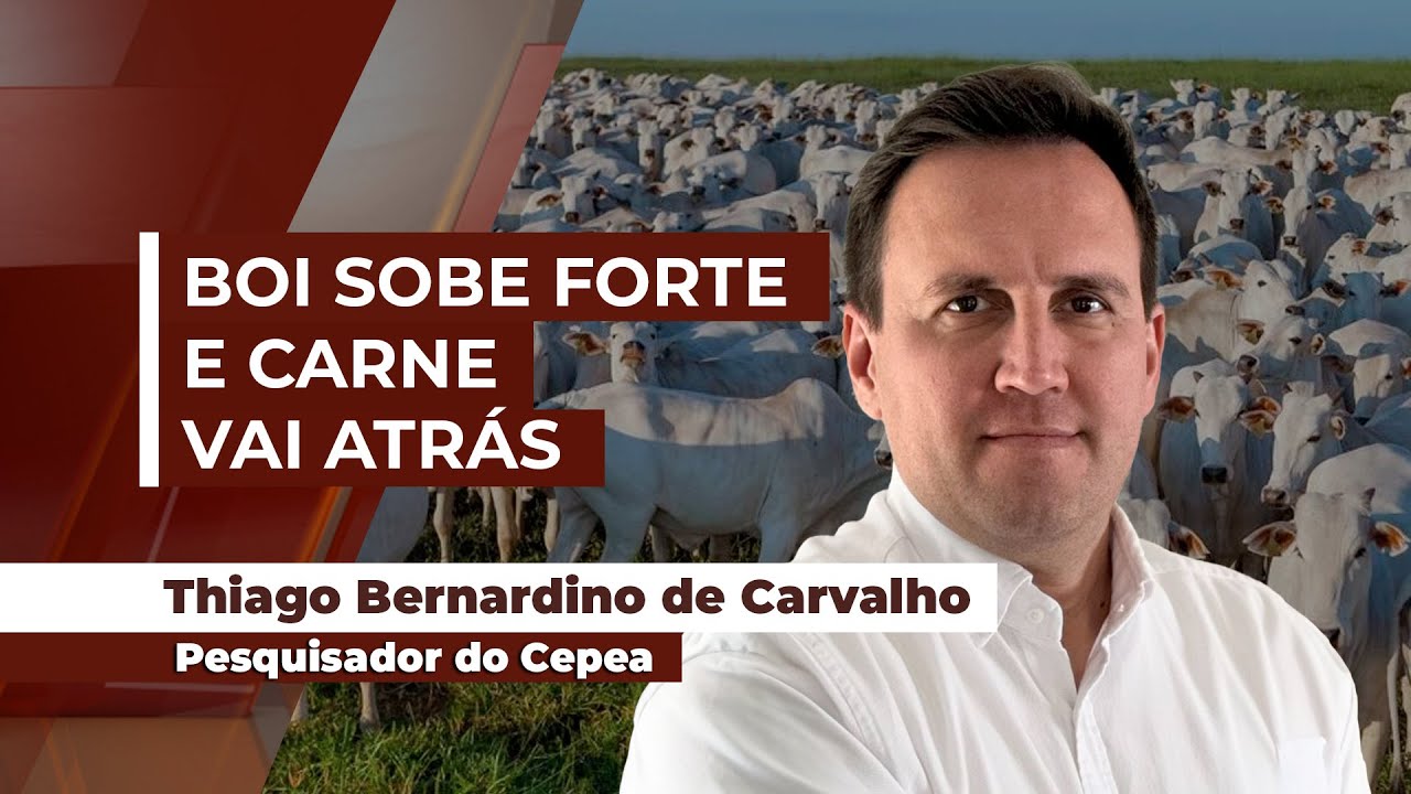 Mercado do boi segue firme e com forte valorização da carne bovina no atacado nos últimos 40 dias
