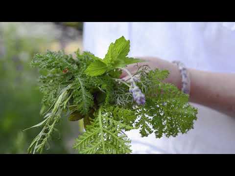 Det doftar i örtagården - del 2 - Kyrkkvasten