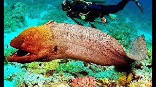 Тур рыбалка на красном море