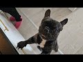 French Bulldog Makes The Cutest BabyFace Ever You Just Wanna Eat Him