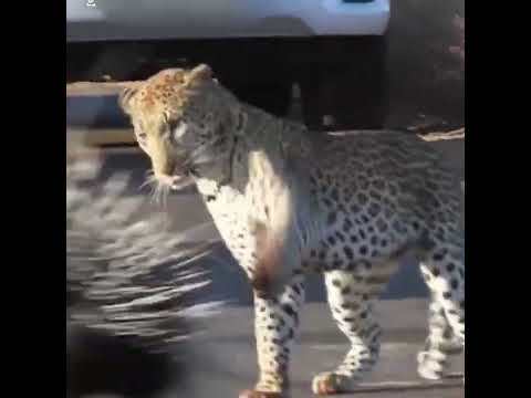Tiger vs Porcupine 😱