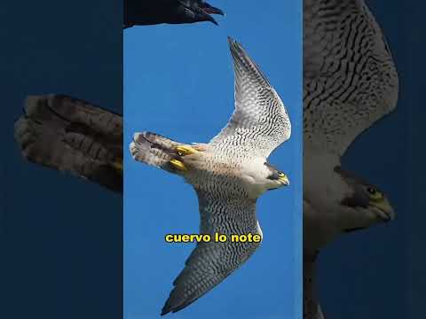 The crow paid the price for mocking the peregrine falcon. #animals #fyp  #Friendship #Us