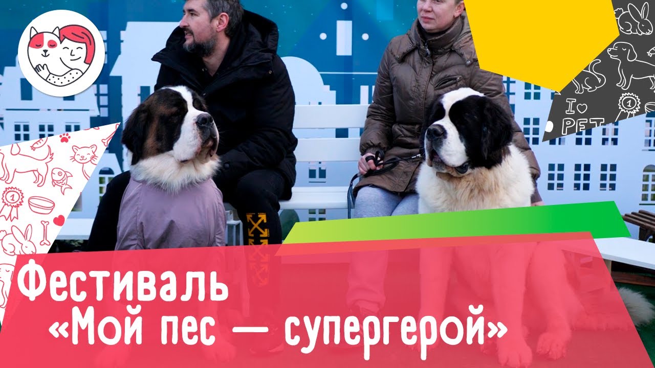 Первый зимний фестиваль «Мой пес — супергерой»