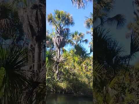 riqueza de posse Goiás