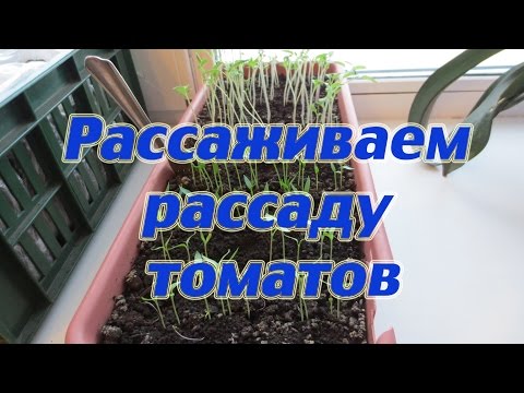 ПИКИРОВКА ТОМАТОВ: КАК ПРАВИЛЬНО ПИКИРОВАТЬ РАССАДУ!!!