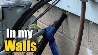 Trying to Kill Yellow Jacket Bees inside my Walls & Block Wall